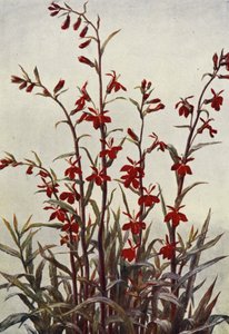 Lobelia Cardinals (färglitografi)