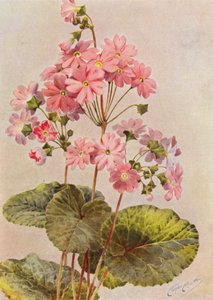 Primula Obconica (färglitografi)
