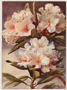 Rhododendron Rosa Mundi (färglitografi)
