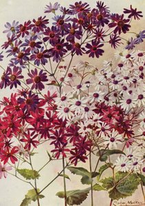Star Cinerarias (färglitografi)