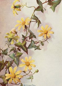 Den gula murgrönan, Senecio Macroglossus (färglitografi)