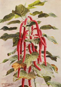 Den vackra rödstjärtade Acalypha Hispida, Sanderiana (färglitografi)