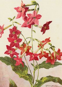 Den vackra tobaksplantan Nicotiana Sanderae (färglitografi)