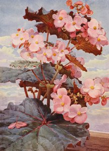 Den vackra mörkbladiga Begonia Gloire de Sceaux (färglitografi)