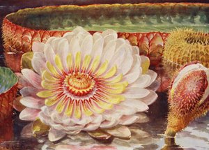 Victoria Regia, den ädlaste av alla vattenväxter (färglitografi)