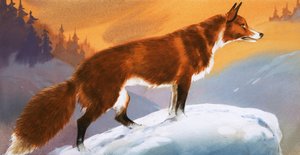 Räv i snön av Angus McBride
