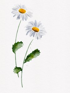 Skira prästkrageblommor av Ankie Kooi