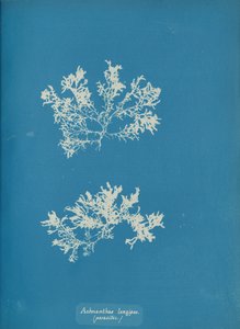 Achnanthes longipes. parasitisk., ca. 1853. av Anna Atkins