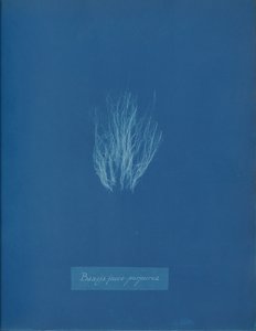Bangia fusco-purpurea, ca. 1853. av Anna Atkins