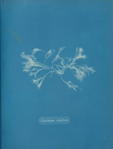 Cilierad keramik, ca. 1853 av Anna Atkins