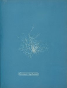 Transparent keramik, ca. 1853 av Anna Atkins