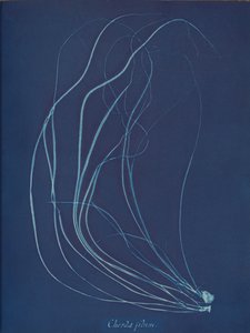 Trådsnöre, ca. 1853 av Anna Atkins