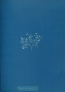 Cystoseira barbata, ca. 1853. av Anna Atkins