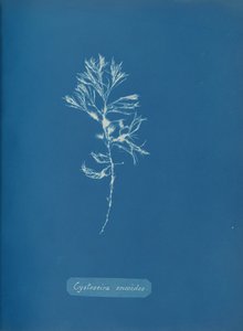 Cystoseira ericoides, ca. 1853. av Anna Atkins
