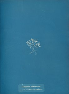 Marina kiselalger på Ceramium rubrum, ca. 1853 av Anna Atkins
