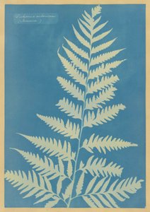 Dichsonia arborescens, Jamaica av Anna Atkins