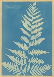 Dicksonia arborescens, Jamaica av Anna Atkins