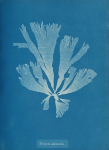 Dictyota atomaria, ca. 1853. av Anna Atkins