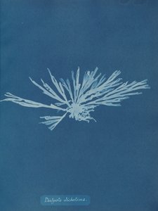 Dictyota dichotoma, ca. 1853. av Anna Atkins