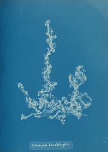 Ectocarpus Landsburghii, ca. 1853. av Anna Atkins