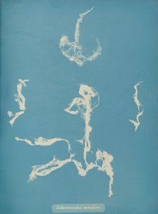 Enteromorpha ramulosa, ca. 1853 av Anna Atkins