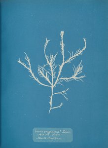 Fucus aeruginosus Turner. Med. Sea Lissabon Ny för Storbritannien., ca. 1853. av Anna Atkins