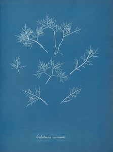 Korneal frost, ca. 1853 av Anna Atkins
