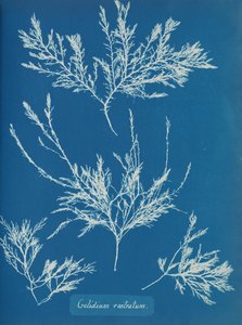 Gelidium rostratum, ca. 1853 av Anna Atkins