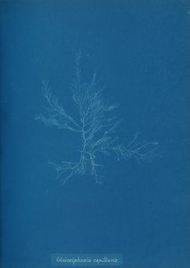 Gloisiphonia capillaris, ca. 1853. av Anna Atkins
