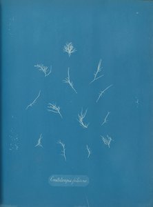 Grateloupia filicina, ca. 1853. av Anna Atkins
