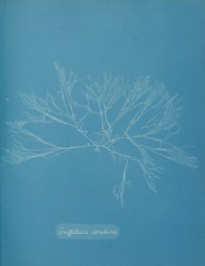 Korall Griffithsia, ca. 1853. av Anna Atkins