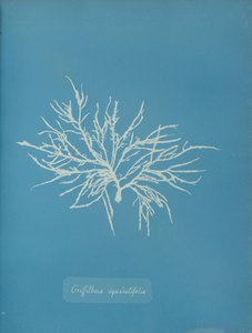 Griffithsia equisetifolia, ca. 1853. av Anna Atkins