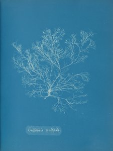 Griffithsia multifida, ca. 1853. av Anna Atkins