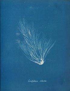 Griffithsia setacea, ca. 1853. av Anna Atkins