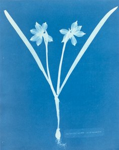 Leucojam Varium av Anna Atkins