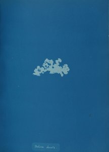 Padina deusta, ca. 1853. av Anna Atkins