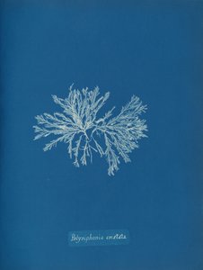 Polysiphonia cristata, ca. 1853. av Anna Atkins