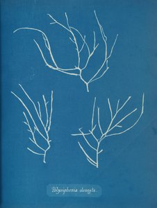 Polysiphonia elongata, ca. 1853 av Anna Atkins