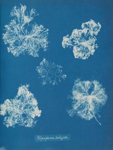 Polysiphonia fastigiata, ca. 1853. av Anna Atkins