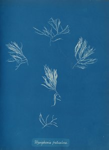 Polysiphonia fruticulosa, ca. 1853. av Anna Atkins