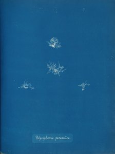 Polysiphonia parasitica, ca. 1853. av Anna Atkins