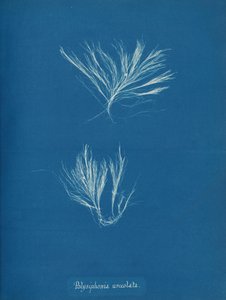 Polysiphonia urceolata, ca. 1853. av Anna Atkins