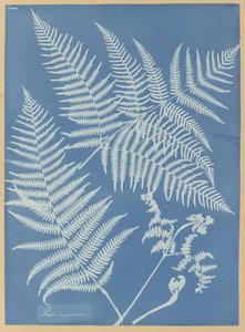 Pteris aquilina av Anna Atkins