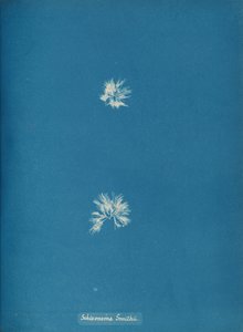Schizonema Smithii, ca. 1853. av Anna Atkins