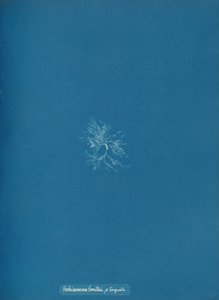 Schizonema Smithii, ß torqata, ca. 1853. av Anna Atkins