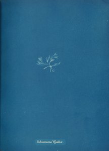Schizonema Wyattiæ, ca. 1853. av Anna Atkins