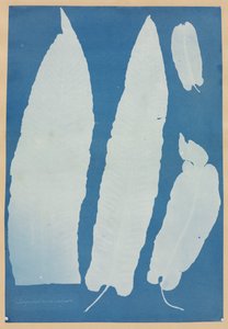 Scolopendrium Vulgare av Anna Atkins