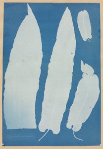 Scolopendrium Vulgare, 1852-1854. av Anna Atkins