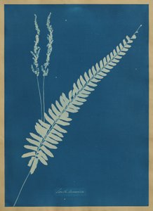 Sydamerika av Anna Atkins