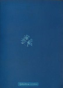 Sphacelaria cirrhosa, ca. 1853. av Anna Atkins